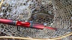 レインボートラウトの釣果