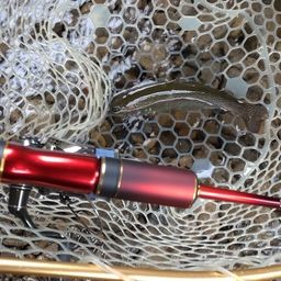 レインボートラウト