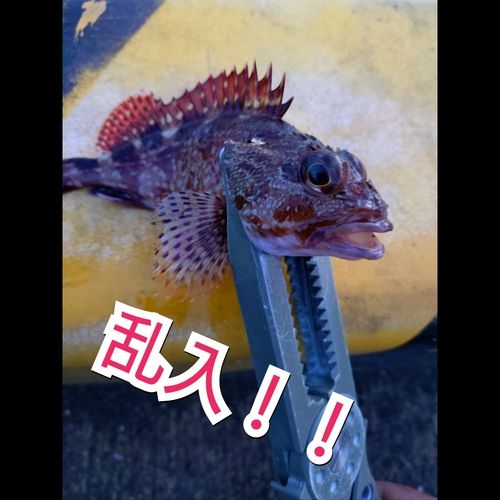 カサゴの釣果