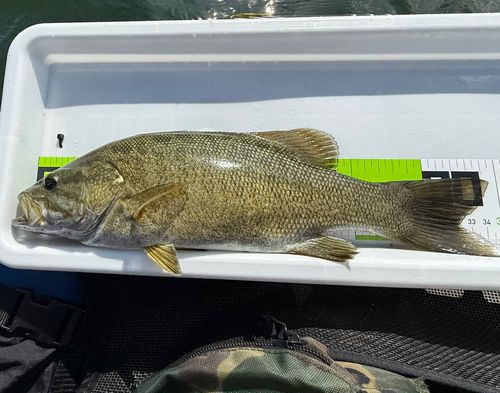 スモールマウスバスの釣果