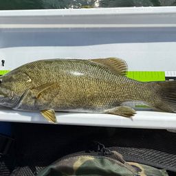 スモールマウスバス