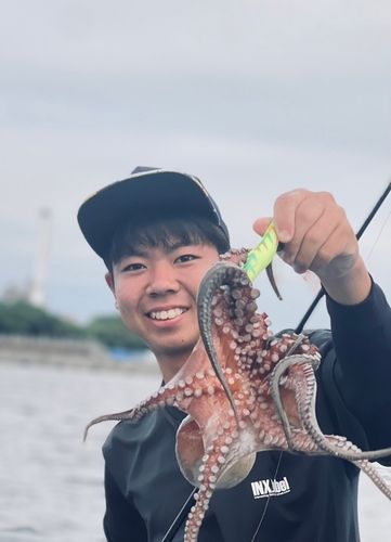 タコの釣果