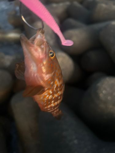 キジハタの釣果