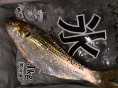 コノシロの釣果
