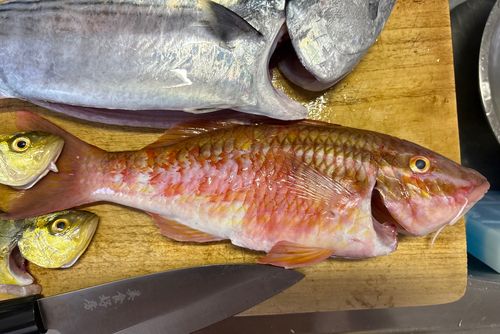 オジサンの釣果