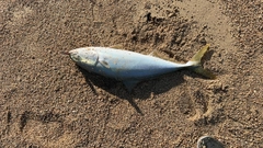 ブリの釣果