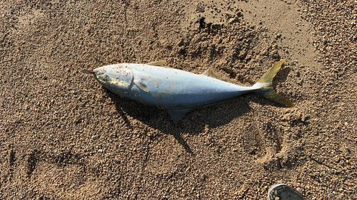 ブリの釣果