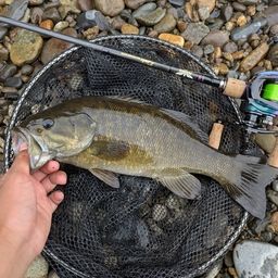 スモールマウスバス