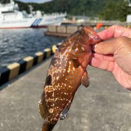 キジハタ