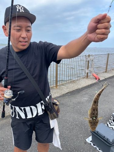 マゴチ