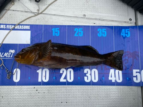 アイナメの釣果