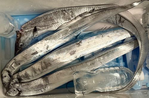タチウオの釣果