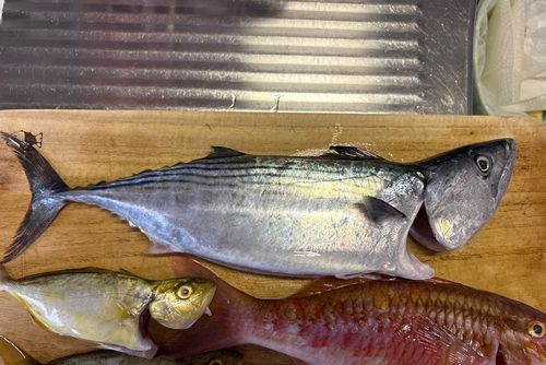 ハガツオの釣果