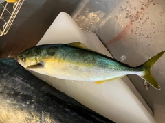 ワカシの釣果