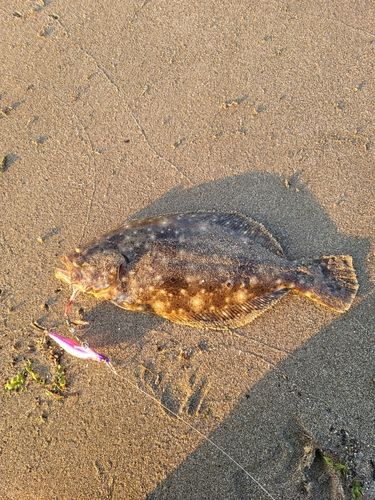 ヒラメの釣果