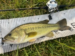ブラックバスの釣果