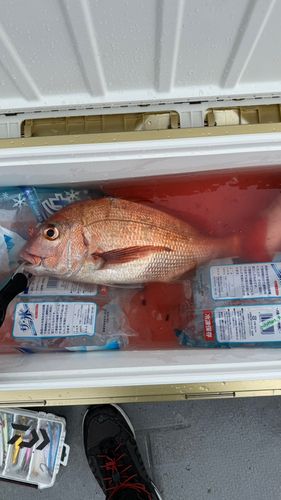 タイの釣果