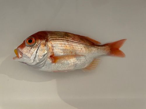 レンコダイの釣果
