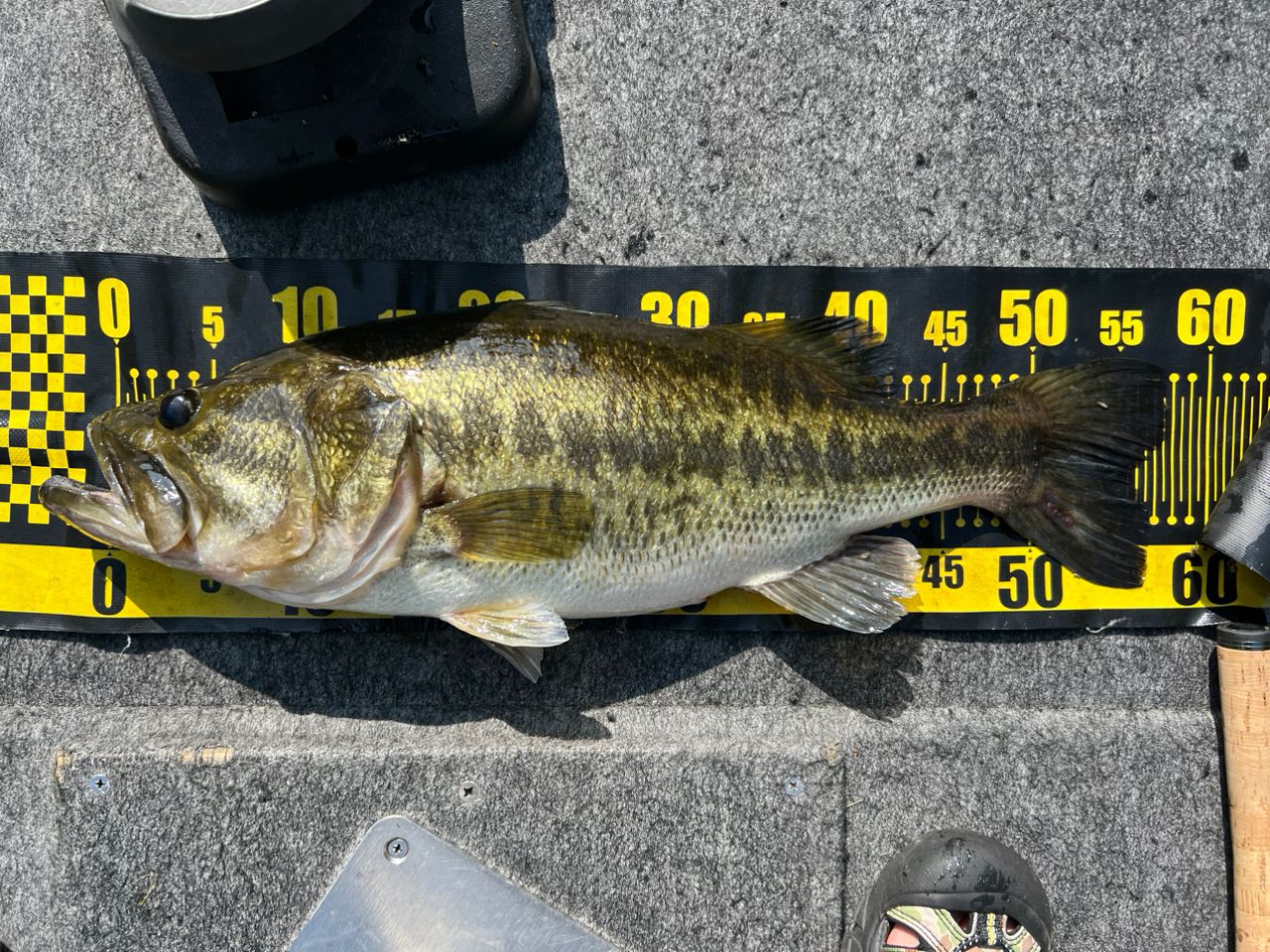 ラージマウスバス