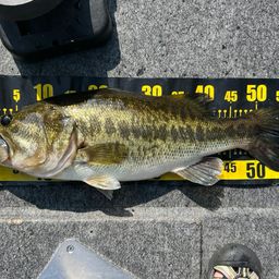 ラージマウスバス