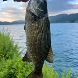 スモールマウスバス