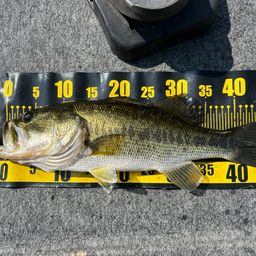 ラージマウスバス