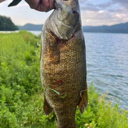 スモールマウスバス