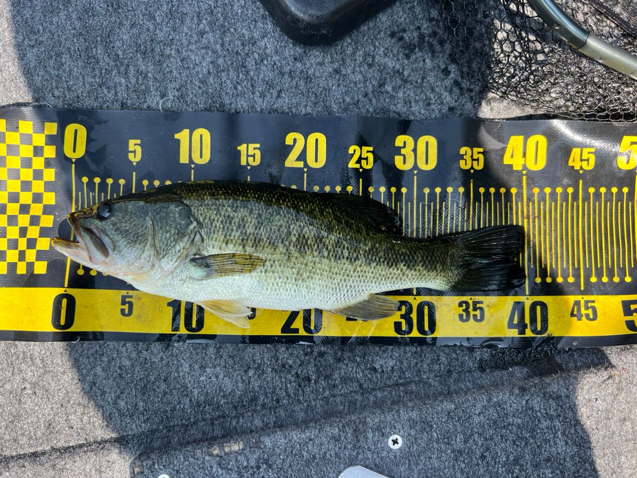 ラージマウスバス