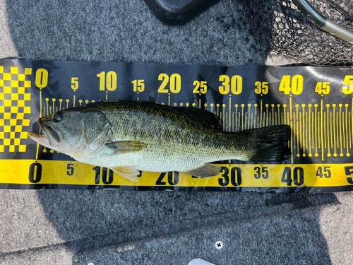 ラージマウスバスの釣果