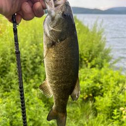 スモールマウスバス