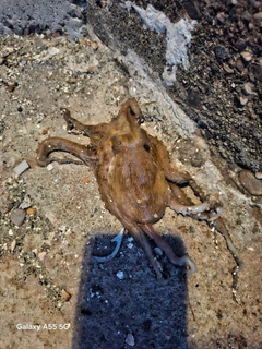 タコの釣果