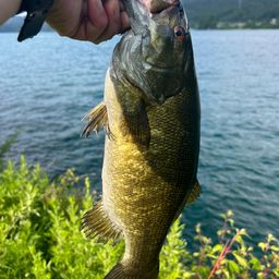 スモールマウスバス