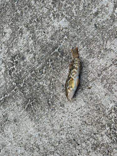 アイナメの釣果