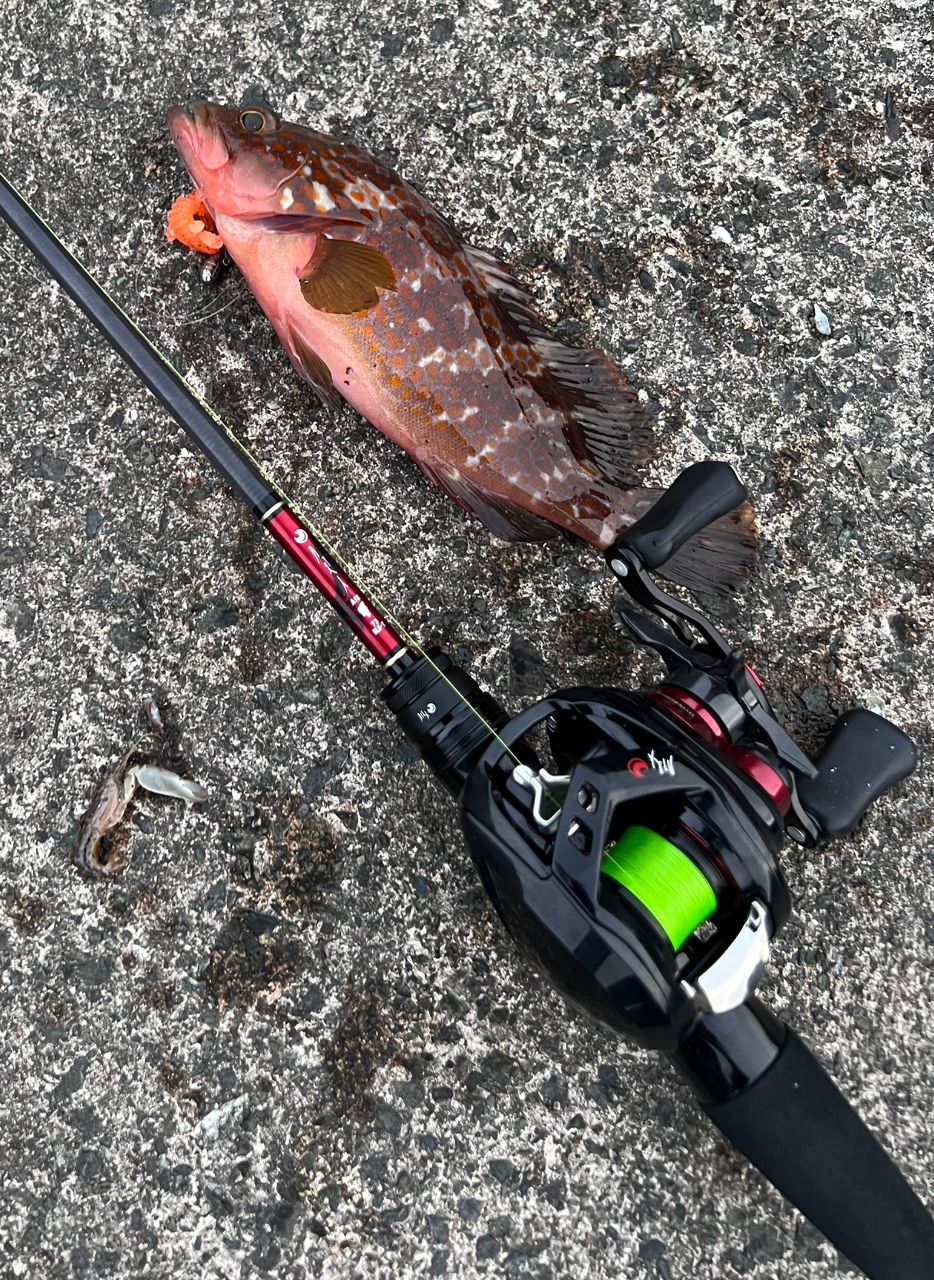 DAIWA ダイワ 月下美人 AIR 73ULB-T・W ベイト メバル モデル 楽天市場】【ダイワ】2023 月下美人 AIR 73ULB-T・Wメバル