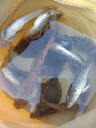 ハゼの釣果