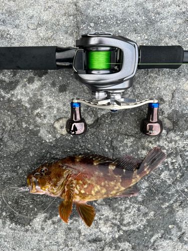 カサゴの釣果