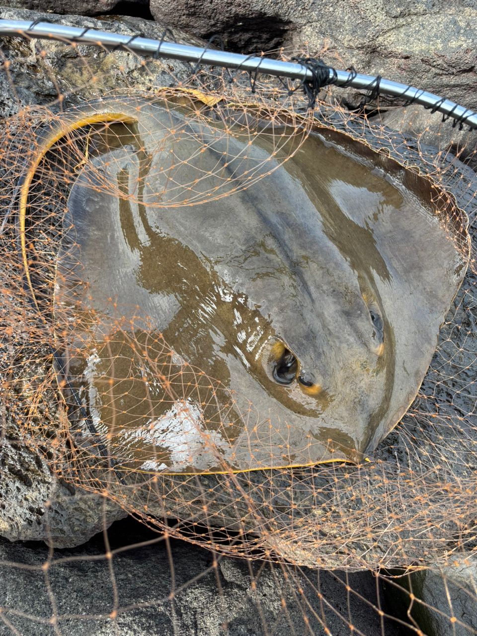 アカエイ
