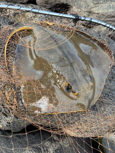 アカエイの釣果