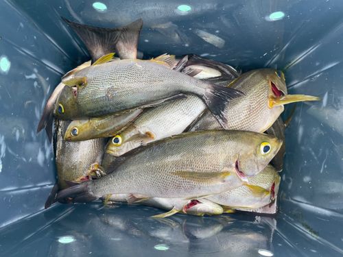 イサキの釣果