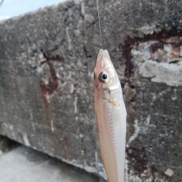 シロギス