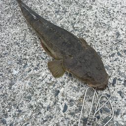 マゴチ