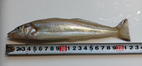 シロギスの釣果