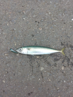 サバの釣果
