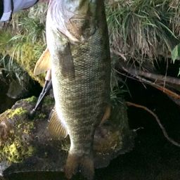 スモールマウスバス