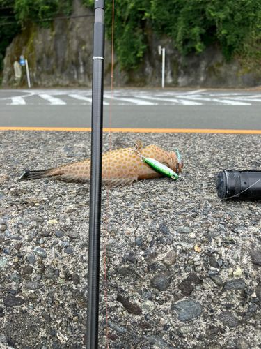 オオモンハタの釣果