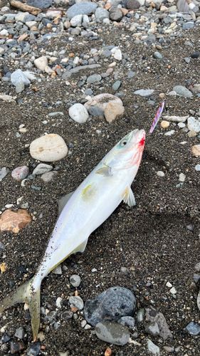 ワカシの釣果