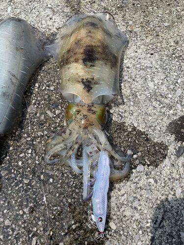 アオリイカの釣果