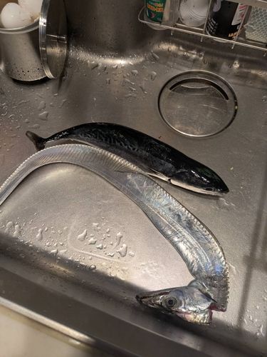 タチウオの釣果
