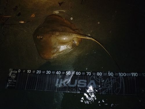 アカエイの釣果