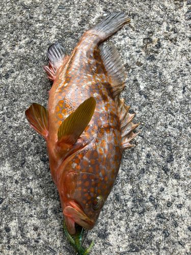 キジハタの釣果